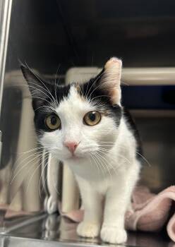 Skipper -  Domestic Short Hair Cat for Adoption in Lancaster, Pennsylvania - Skipper | PetCurious