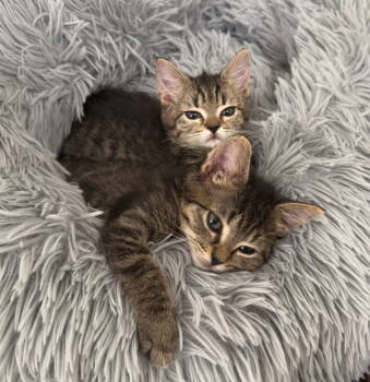 Rescue Domestic Short Hair Cats for Adoption in Herndon, Virginia - Stitch (& Lilo) Bonded | PetCurious
