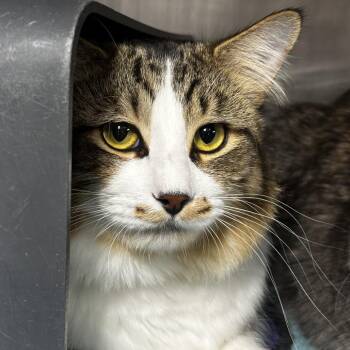 Felix -  Domestic Long Hair Cat for Adoption in Chicago, Illinois - Felix | PetCurious