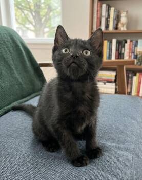 Wiley Coyote -  Domestic Short Hair Cat for Adoption in Long Beach, New York - Wiley Coyote | PetCurious