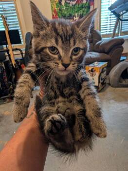 Shinji -  Domestic Short Hair Cat for Adoption in Kannapolis, North Carolina - Shinji | PetCurious