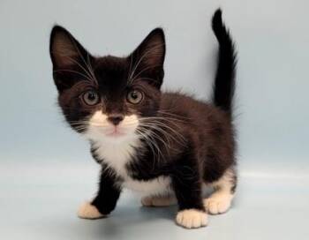 Celeriac -  Domestic Short Hair Cat for Adoption in Golden Valley, Minnesota - Celeriac | PetCurious