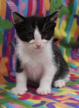 Domestic Short Hair Cats Available for Adoption in Vacaville, California - Gucci | PetCurious