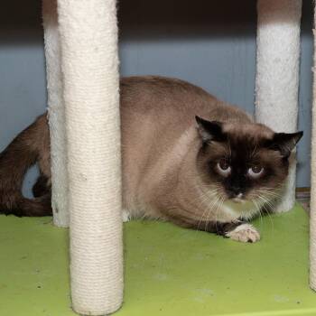 Siamese Cats Available for Adoption - Spot | PetCurious