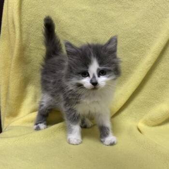 Aspen -  Domestic Long Hair and Domestic Short Hair Cat for Adoption in Janesville, Wisconsin - Aspen | PetCurious