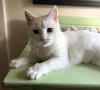 Rescue Domestic Short Hair Cats for Adoption in Hamilton, Ontario - Elsa *Deaf* | PetCurious