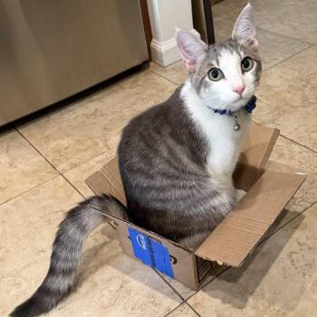 Sneaker -  Domestic Short Hair Cat for Adoption in Jupiter, Florida - Sneaker | PetCurious