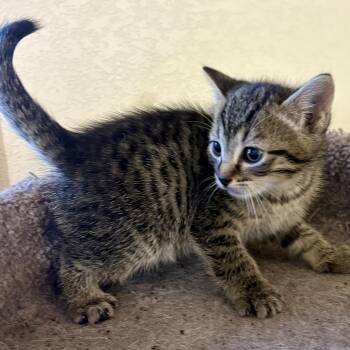 Rescue Domestic Short Hair Cats for Adoption in Akron, Ohio - Jamocha | PetCurious