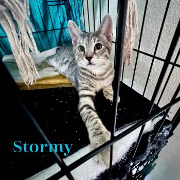 Rescue Domestic Short Hair and Tabby Cats for Adoption in Vallejo, California - Stormy | PetCurious