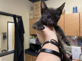ROBIN -  Domestic Short Hair Cat for Adoption in Modesto, California - ROBIN | PetCurious