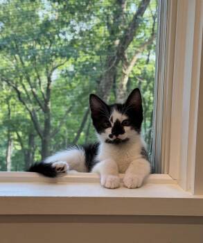 Pez Exotic Flavors: Dragonfruit -  Domestic Medium Hair Cat for Adoption - Pez Exotic Flavors: Dragonfruit | PetCurious