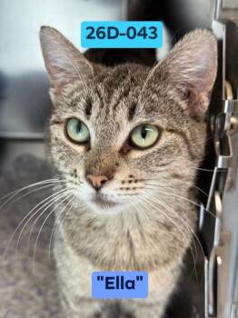 Ella -  Domestic Short Hair Cat for Adoption in Ontario, Oregon - Ella | PetCurious