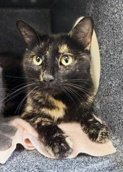 Wanda -  Domestic Short Hair Cat for Adoption in Nashville, Tennessee - Wanda | PetCurious
