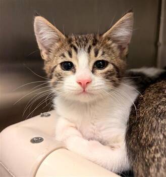 ODIE -  Domestic Short Hair Cat for Adoption in Rancho Cucamonga, California - ODIE | PetCurious