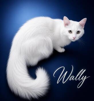 Siamese and Domestic Medium Hair Cats Available for Adoption - Wally | PetCurious
