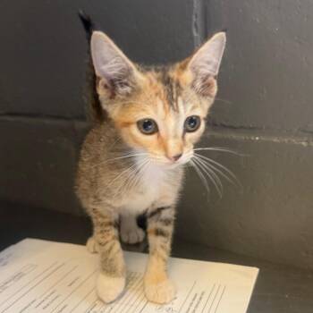 TUSC-Stray-85806_2_3 -  Domestic Short Hair Cat for Adoption in Tuscaloosa, Alabama - TUSC-Stray-85806_2_3 | PetCurious