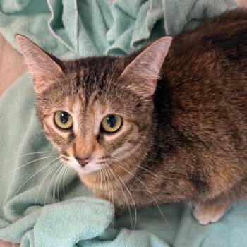 Mcgonnagal -  Domestic Short Hair Cat for Adoption in Evansville, Indiana - Mcgonnagal | PetCurious