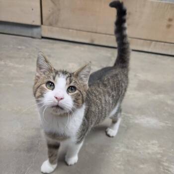 A.J.R. -  Domestic Short Hair Cat for Adoption in Chilton, Wisconsin - A.J.R. | PetCurious