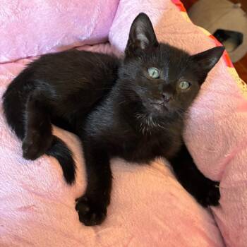 Oren -  Domestic Short Hair Cat Available for Adoption in Cumming, Georgia - Oren | PetCurious