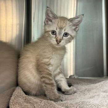 LENOX -  Siamese Cat for Adoption in Wyandotte, Michigan - LENOX | PetCurious