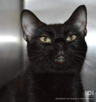 Domestic Short Hair Cats Available for Adoption - Violet | PetCurious