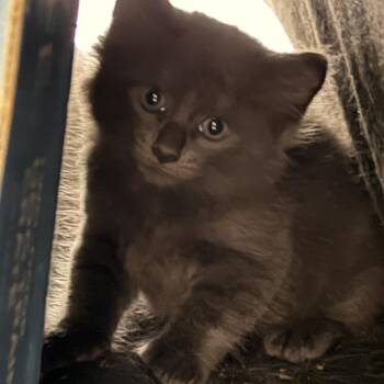Darwin -  Domestic Medium Hair Cat Available for Adoption in West Palm Beach, Florida - Darwin | PetCurious