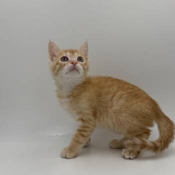 Orion -  Domestic Medium Hair Cat for Adoption in State College, Pennsylvania - Orion | PetCurious