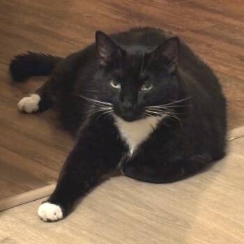 Rescue Domestic Short Hair Cats for Adoption in Los Angeles, California - Sherman | PetCurious