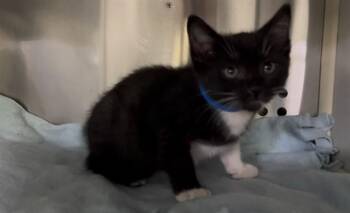 Domestic Short Hair Cats Available for Adoption in Rancho Cucamonga, California - MARTIN | PetCurious