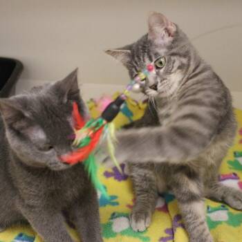 Potato -  Domestic Short Hair Cat for Adoption in Champaign, Illinois - Potato | PetCurious