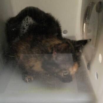 06/03/2026-Stray-WarmSpringsRoad/FlatRockPark -  Domestic Medium Hair Cat for Adoption in Columbus, Georgia - 06/03/2026-Stray-WarmSpringsRoad/FlatRockPark | PetCurious