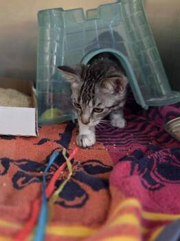 Bikini -  Domestic Short Hair Cat for Adoption in Westland, Michigan - Bikini | PetCurious
