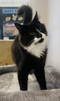 Rescue Domestic Medium Hair Cats for Adoption in Jackson, Georgia - Zuri | PetCurious