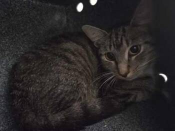 Rescue Domestic Short Hair Cats for Adoption in Sevierville, Tennessee - Nanny | PetCurious