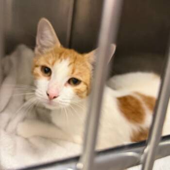 Cambozola -  Domestic Short Hair Cat for Adoption in Philadelphia, Pennsylvania - Cambozola | PetCurious