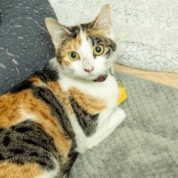 Domestic Short Hair Cats Available for Adoption - SPRITE | PetCurious