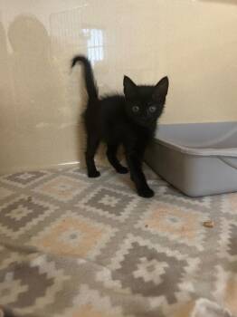 Tarzan -  Domestic Long Hair Cat for Adoption in Gautier, Mississippi - Tarzan | PetCurious