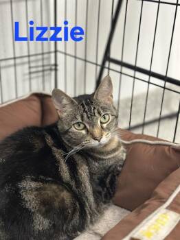 Rescue Domestic Short Hair Cats for Adoption in Westminster, Maryland - LIZZIE | PetCurious