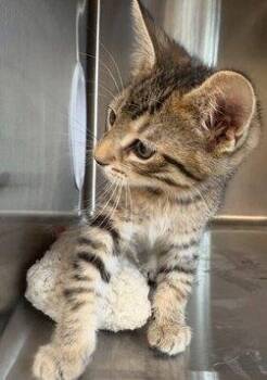 Rescue Tabby Cats for Adoption in Little Falls, Minnesota - Crue | PetCurious