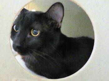 MARS -  Domestic Short Hair Cat for Adoption in Oklahoma City, Oklahoma - MARS | PetCurious