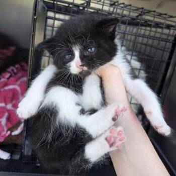 Tuli -  Domestic Long Hair Cat Available for Adoption in Bristol, Indiana - Tuli | PetCurious