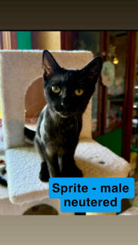 Rescue Domestic Short Hair Cats for Adoption in Herndon, Virginia - Sprite | PetCurious