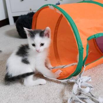 Dolly -  Domestic Short Hair Cat for Adoption in Calgary, Alberta - Dolly | PetCurious