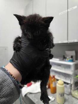 Eisenmeower -  Domestic Short Hair Cat for Adoption in Sevierville, Tennessee - Eisenmeower | PetCurious