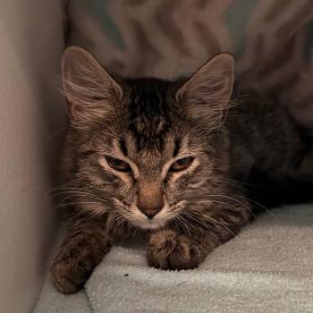 Miss June -  Domestic Medium Hair Cat for Adoption in Cedaredge, Colorado - Miss June | PetCurious