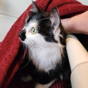 Oreo -  Domestic Long Hair Cat for Adoption in Walker, Michigan - Oreo | PetCurious