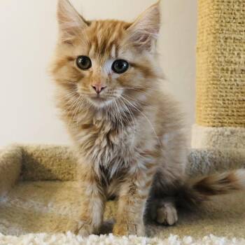 Domestic Medium Hair Cats Available for Adoption in Kenai, Alaska - Chuy | PetCurious