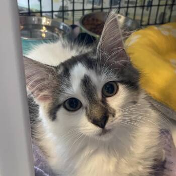 Basket Toss -  Domestic Short Hair Cat for Adoption in Chicago, Illinois - Basket Toss | PetCurious