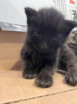 Kona -  Domestic Short Hair Cat for Adoption in Daytona Beach, Florida - Kona | PetCurious