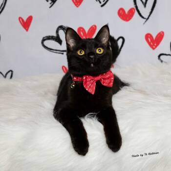 Rescue Domestic Medium Hair Cats for Adoption in Bismarck, North Dakota - Inky | PetCurious